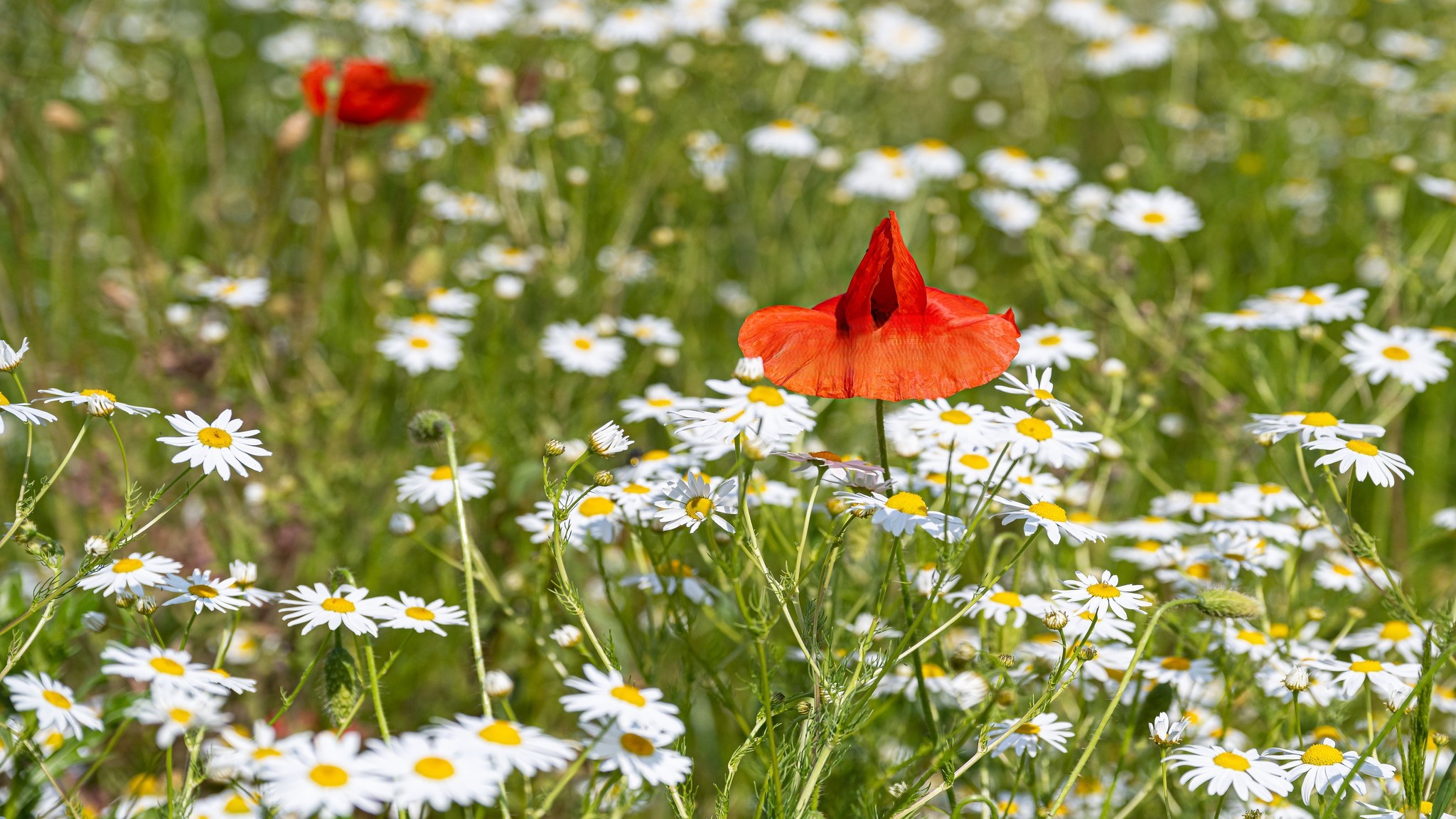 Red poppy Chamomile flowers